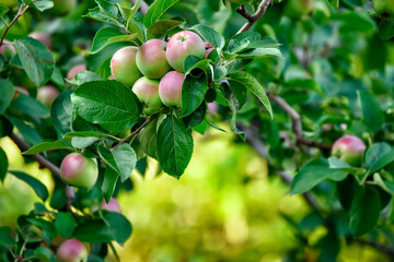Branch with apples in the garden. Selective soft focus.