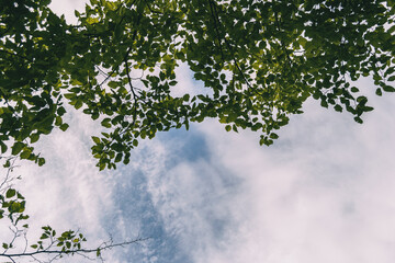leaves on a background of the blue sky