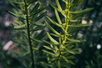 stalk of elongated leaves of daphne in a mountain