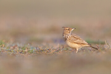 A crested lark (Galerida cristata) resting and foraging in a meadow in the morning light.