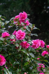 Camellia Williamsii 'Debbie' bushy evergreen shrub hardy plant