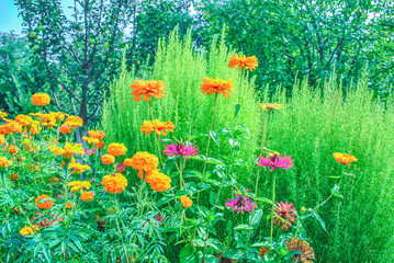 Orange French Marigolds and pink Zinnia flowers growth in sunny summer garden