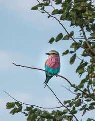 lilac breasted roller
