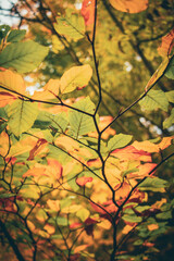 Herbst