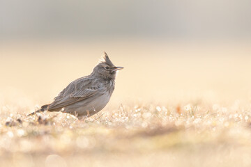 A Crested lark (Galerida cristata) resting in a meadow backlit in the morning light.