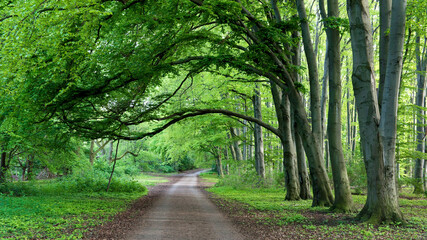 Obraz premium Wald, Frühling, Waldweg