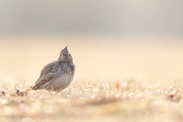 A Crested lark (Galerida cristata) resting in a meadow backlit in the morning light.