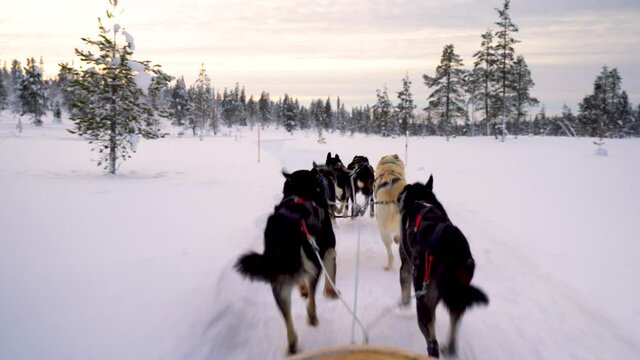husky sledge in finland