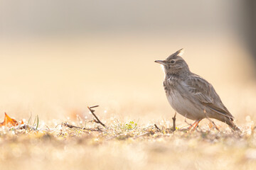 A Crested lark (Galerida cristata) resting in a meadow backlit in the morning light.