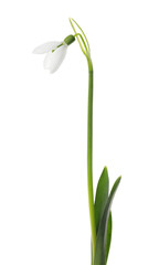 Fototapeta premium Beautiful snowdrop isolated on white. Spring flower