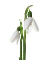 Fototapeta premium Beautiful snowdrops on white background. Spring flowers
