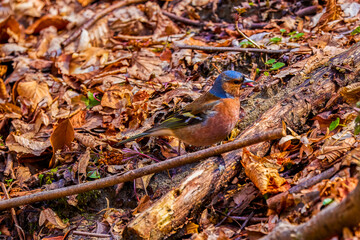 The Fringilla (Fringilla coelebs) is a small (14-18 cm) migratory bird in the Fringillidae family.