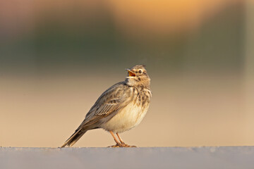 A crested lark (Galerida cristata) resting and singing in a meadow in the morning light.