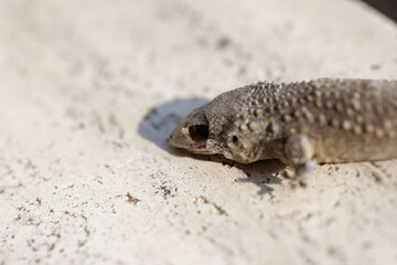 Mediterranean house gecko (Hemidactylus turcicus) climing vertically on white wall