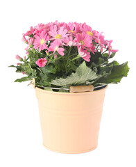Naklejka na ściany i meble Beautiful pink cineraria plant in flower pot isolated on white