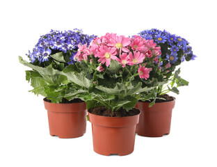 Beautiful cineraria plants in flower pots on white background