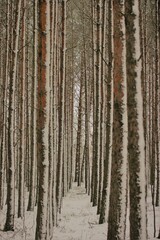 Obraz premium forest in winter