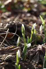 Beautiful snowdrops growing outdoors. Early spring flowers