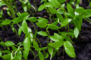 Close-up of parsley sprouts. Macro of growing parsley seedlings. Vegan and healthy eating concept.