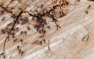 detail of ant iside a chopped wood