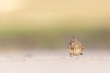 A crested lark (Galerida cristata) resting and foraging in a meadow in the morning light.