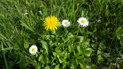 Löwenzahn und Gänseblümchen © sievert
