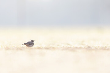 A Crested lark (Galerida cristata) resting in a meadow backlit in the morning light.