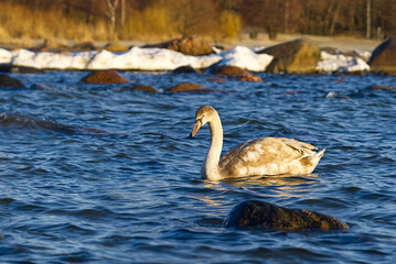 Young Swan chick at sunset light floating at baltic sea. young swans swim in the non-frozen part of the sea in winter