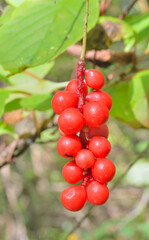 Far-eastern berries (Schisandra chinensis)