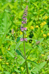 Blooming herb woundwort (Stachys aspera)