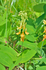 Blooming plant lathyrus (Lathyrus davidii)
