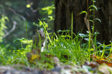 Chipmunk sits in green grass in the woods