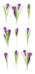 Set with beautiful spring crocus flowers on white background. Vertical banner design