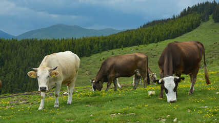 A herd of cows grazing on an alpine meadow full of dandelions. A spruce forest and the high peaks of Capatanii Mountains are narrowing the pasture. Carpathia, Romania.