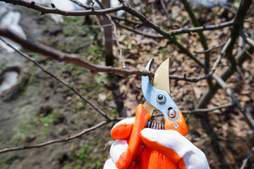 Pruning the garden in early spring. A hand in a working glove with a pruner cuts off the branches...