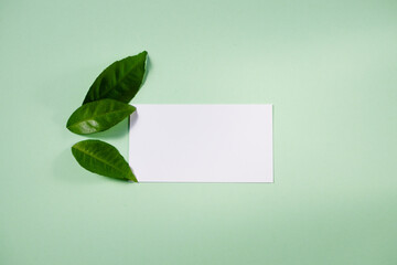 Background from colored sheets of paper and green lemon leaves. Top view, flat lay. Space for text on a white background.