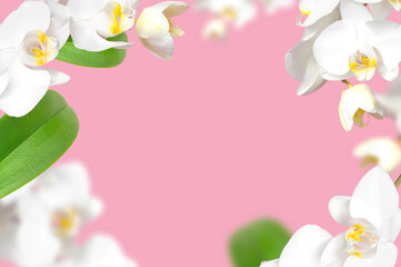 Frame made of branches of white Phalaenopsis orchid flowers, green leaves on pink background. Tropical Floral background, card with orchids for holiday, March 8, mother's day. Beauty and spa flower