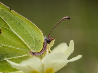 Brimstone Butterfly Resting on a Primrose