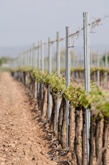 Vinedos en espaldera en la zona de La Mancha. España