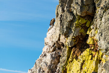 Griffon vulture in the Monfrag&uuml;e natural park.
