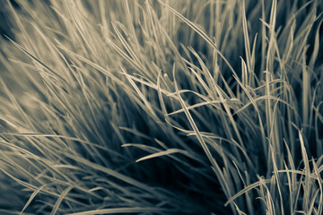 Green grass background. Nature, green, beautiful grassy wallpaper. Pattern.