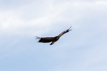 Griffon vulture flying in the Monfragüe natural park.