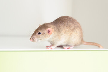 cute pet fluffy rat with brown beige fur on a white background