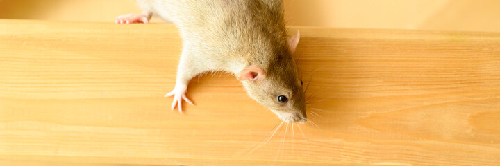 cute pet fluffy rat with brown beige fur on a board on a wooden background. banner
