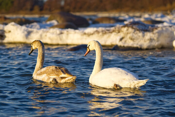 Young Swan chick at sunset light floating at baltic sea. young swans swim in the non-frozen part of the sea in winter