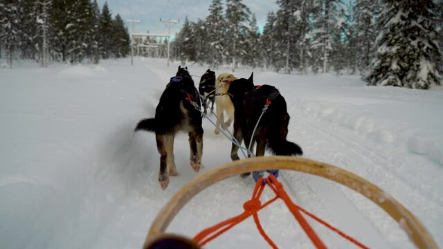 husky sledge in finland
