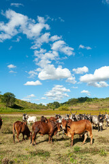Livestock. Cattle in the field in Alagoinha, Paraiba State, Brazil on April 23, 2012.