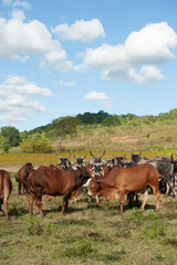 Naklejka na ściany i meble Livestock. Cattle in the field in Alagoinha, Paraiba State, Brazil on April 23, 2012.