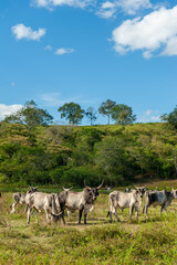 Livestock. Cattle in the field in Alagoinha, Paraiba State, Brazil on April 23, 2012.