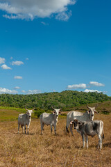 Livestock. Cattle in the field in Alagoinha, Paraiba State, Brazil on April 23, 2012.